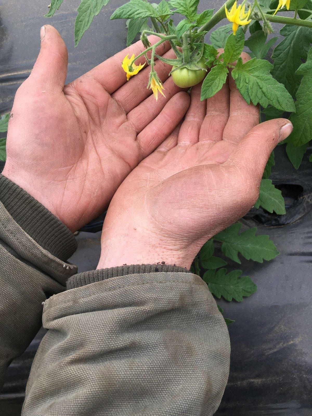 New tomato growth